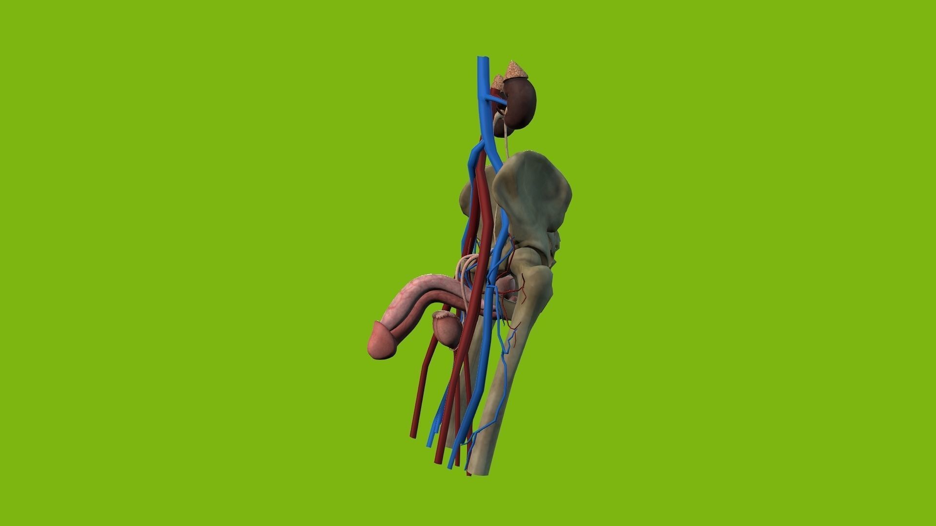 Male Urinary System 3D model_4