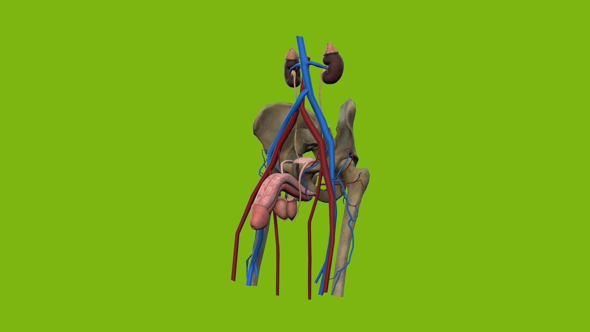Male Urinary System 3D model_2