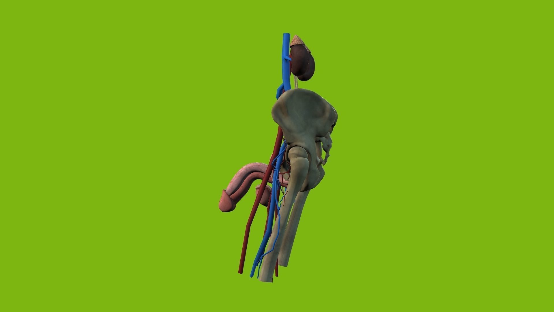 Male Urinary System 3D model_5
