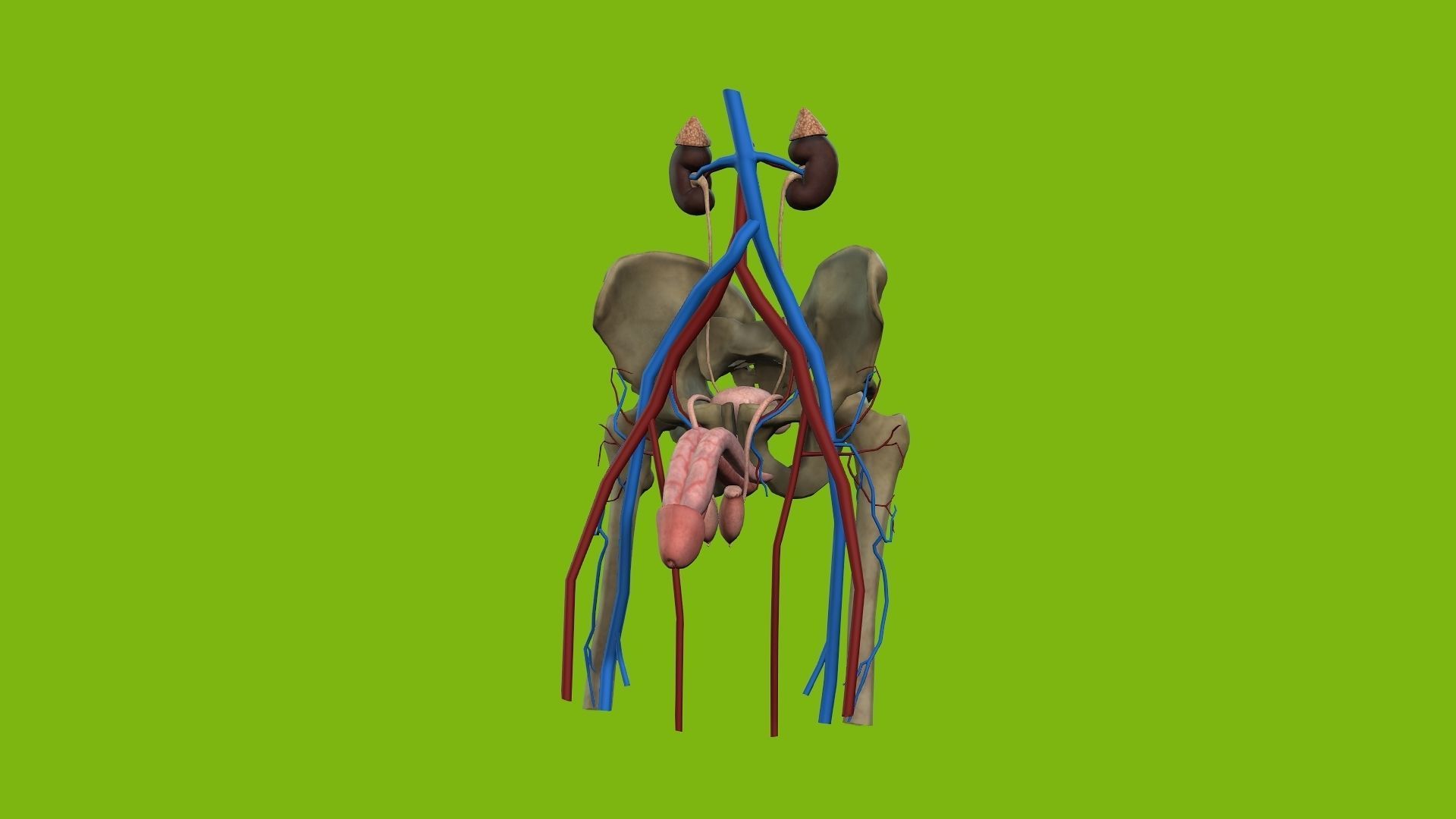 Male Urinary System 3D model_1
