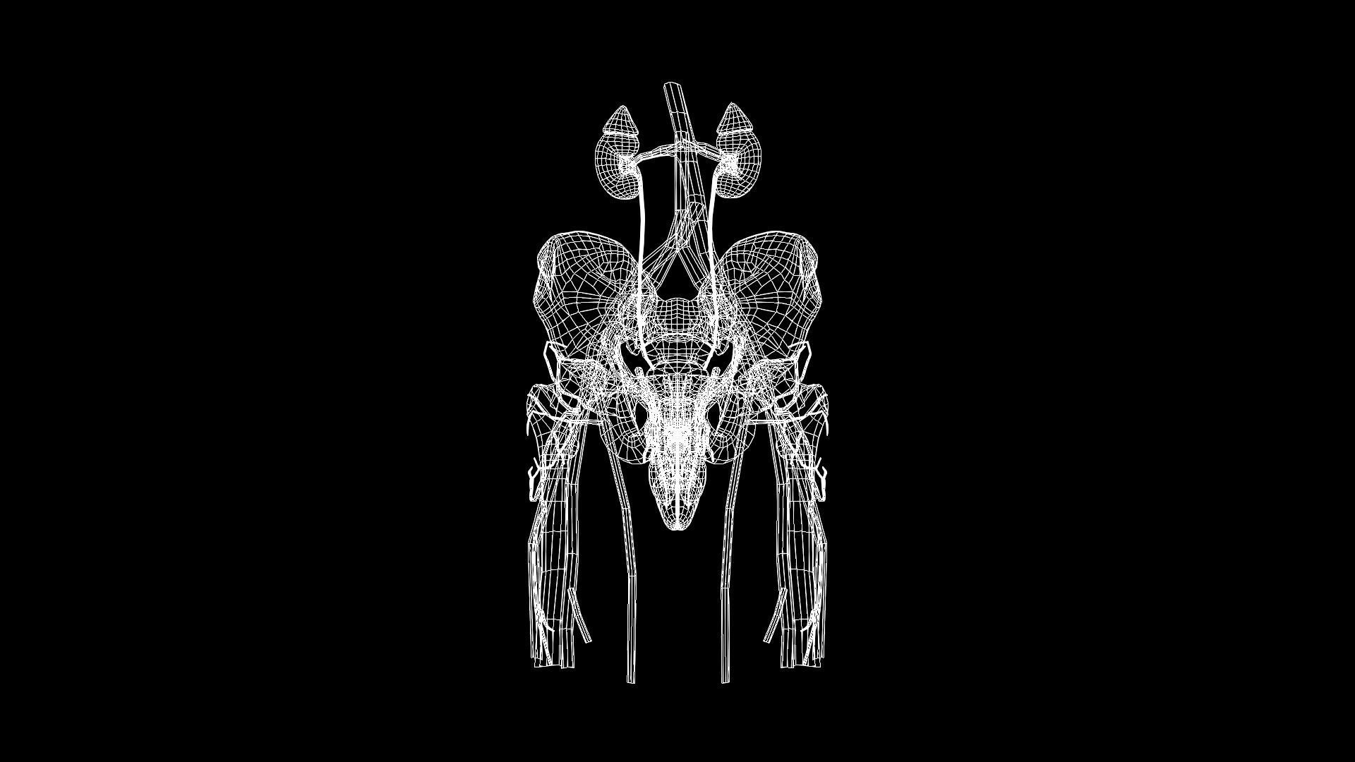 Male Urinary System 3D model_8