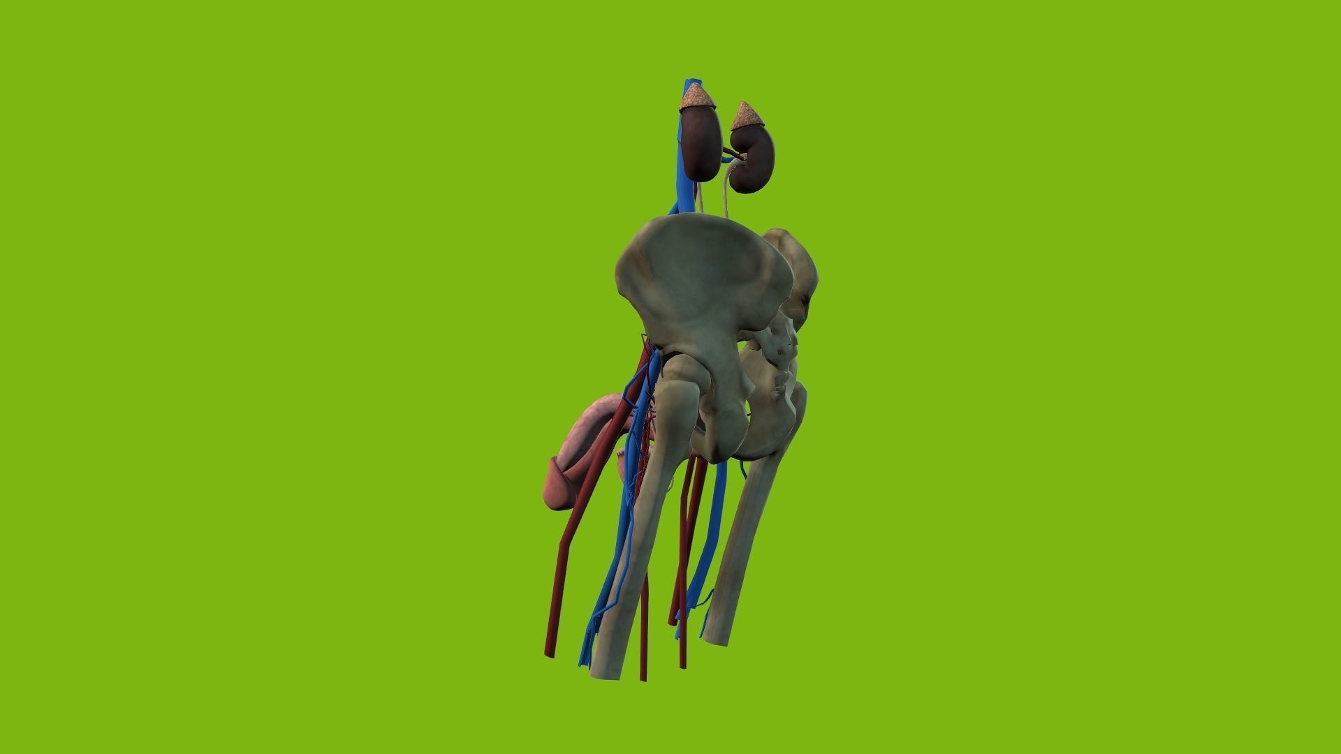 Male Urinary System 3D model_6