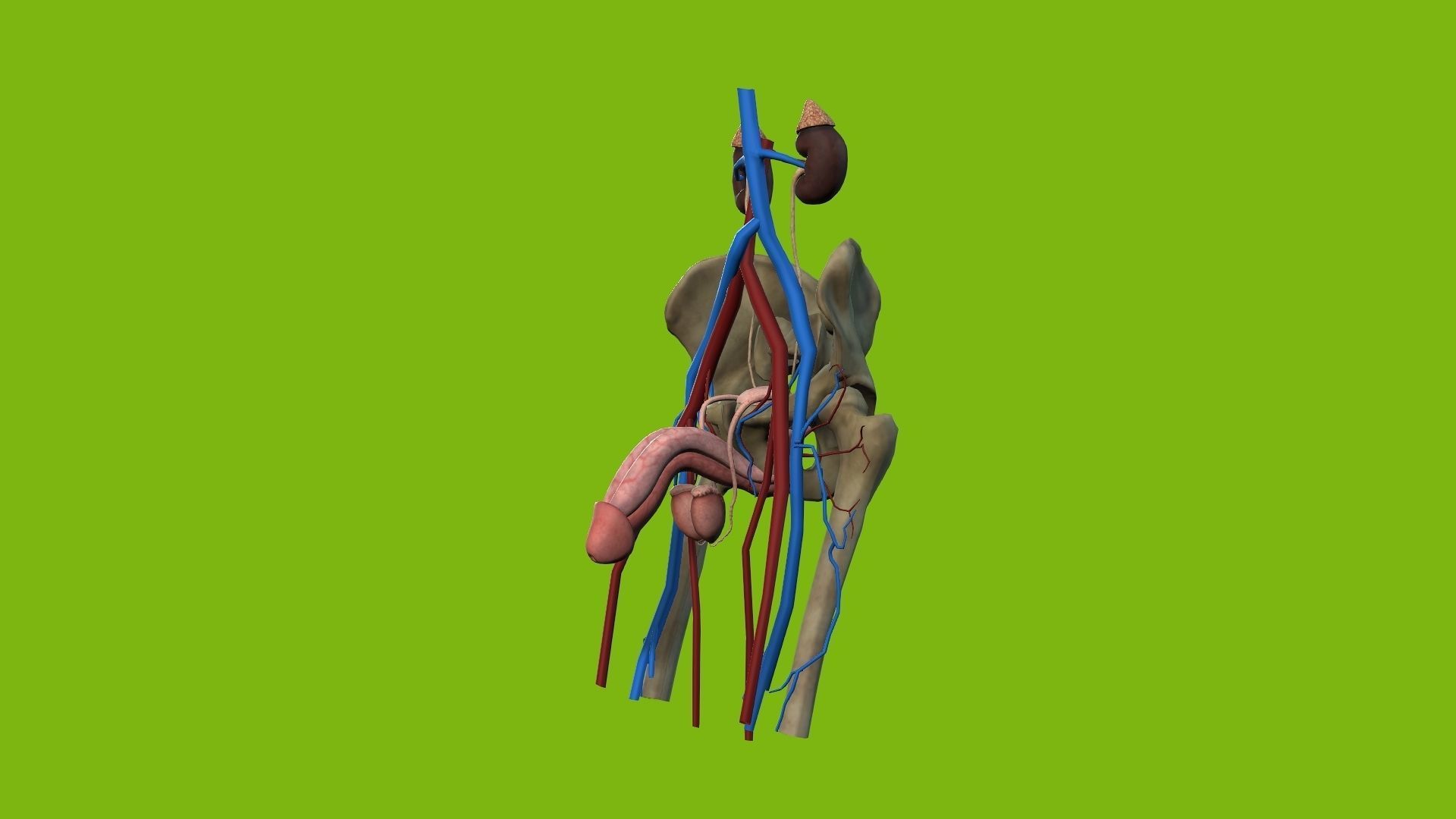 Male Urinary System 3D model_3