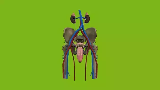 Male Urinary System 3D model
