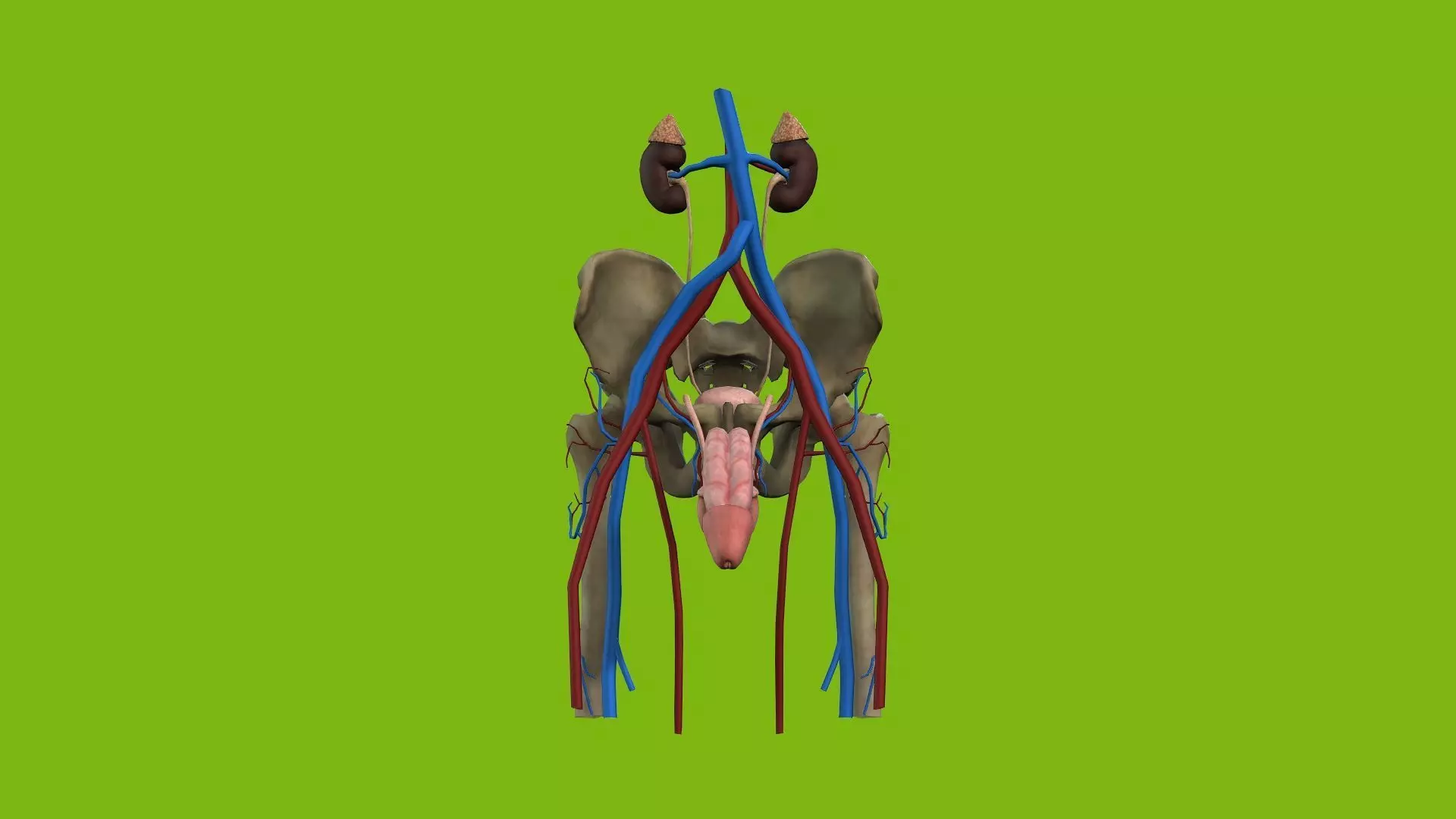 Male Urinary System 3D model_0