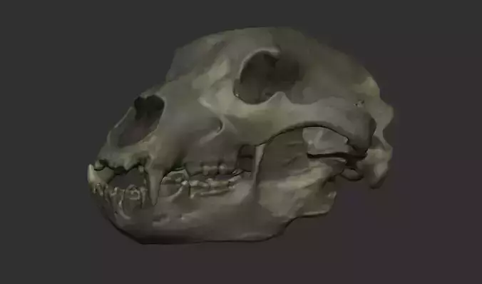 Bear Skull 3D Printable