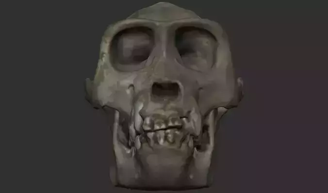 Gorilla Skull