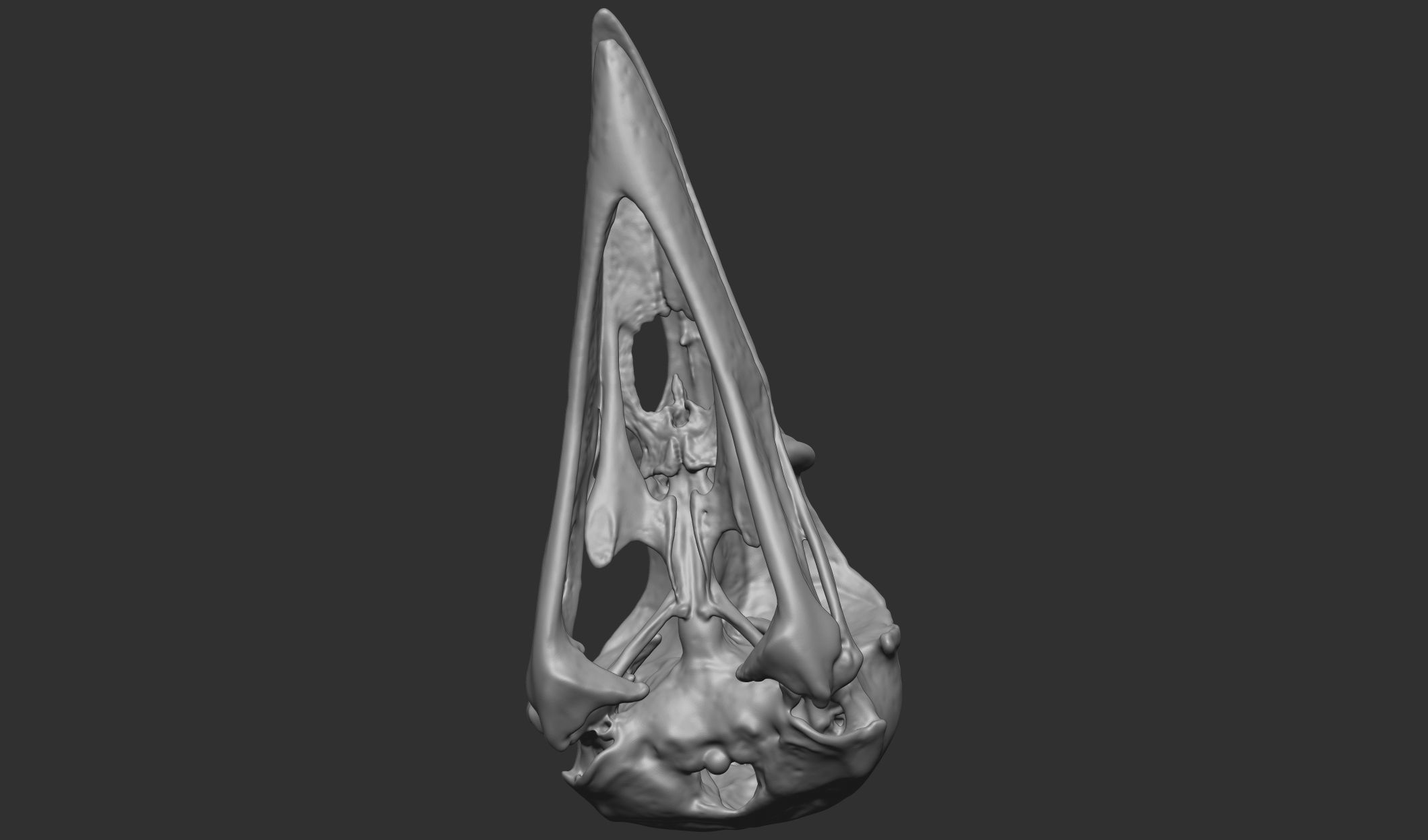 Raven Skull 3D print model_1