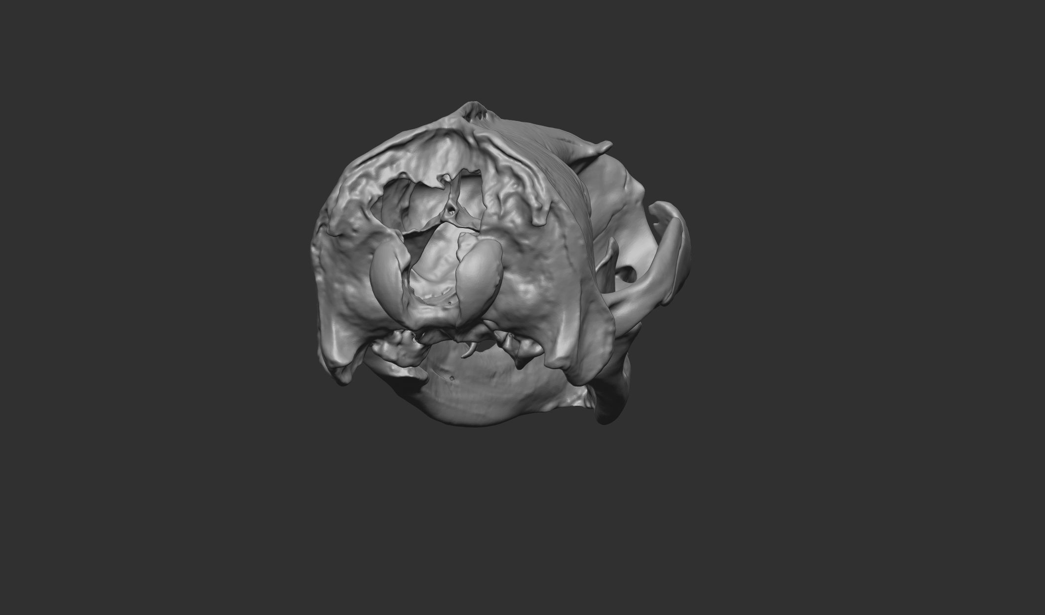Sea Lion Skull 3D Printable 3D print model_1