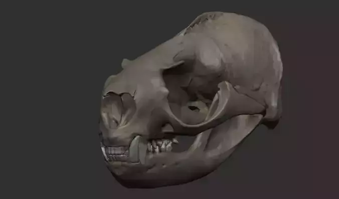 Sea Lion Skull 3D Printable