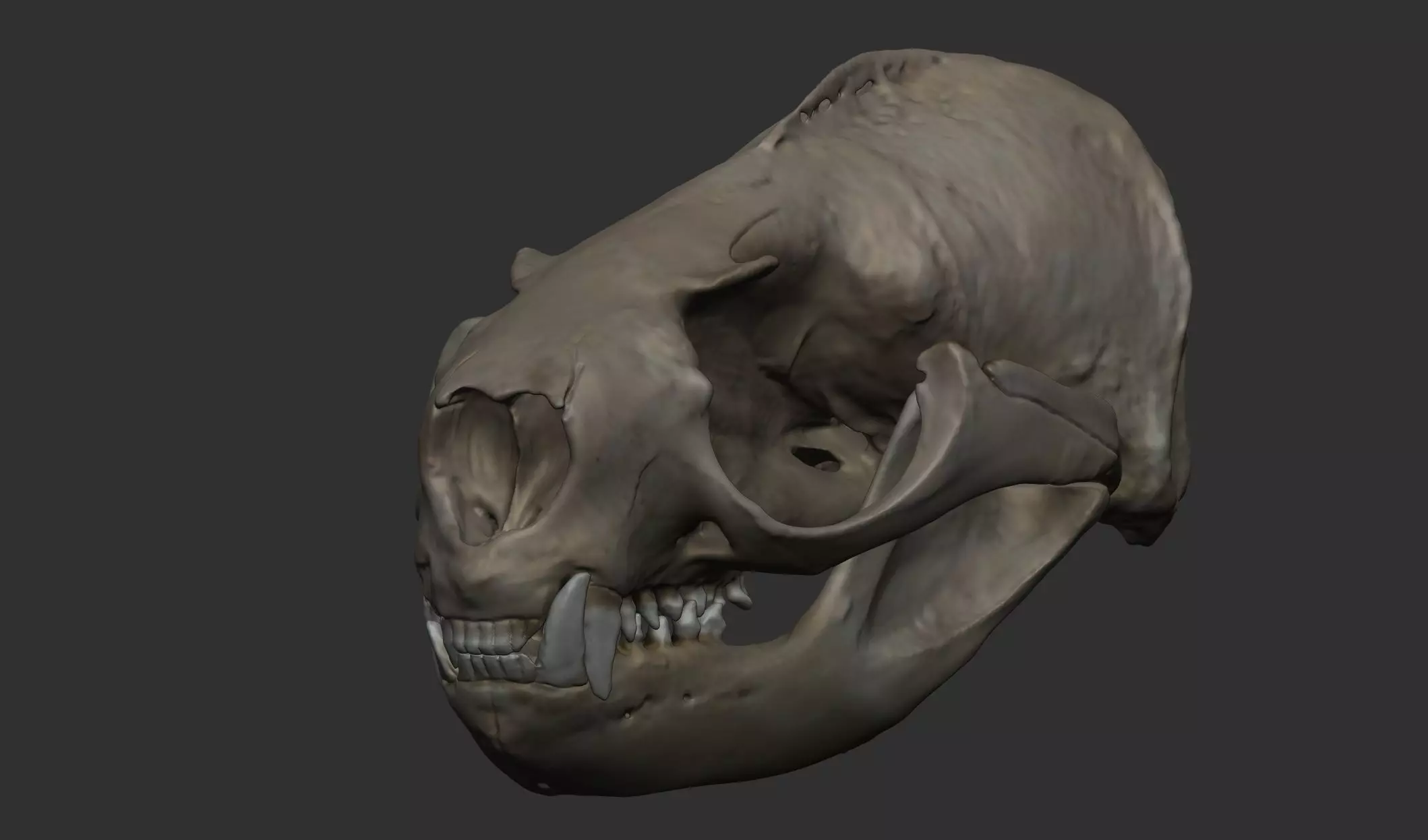Sea Lion Skull 3D Printable 3D print model_0
