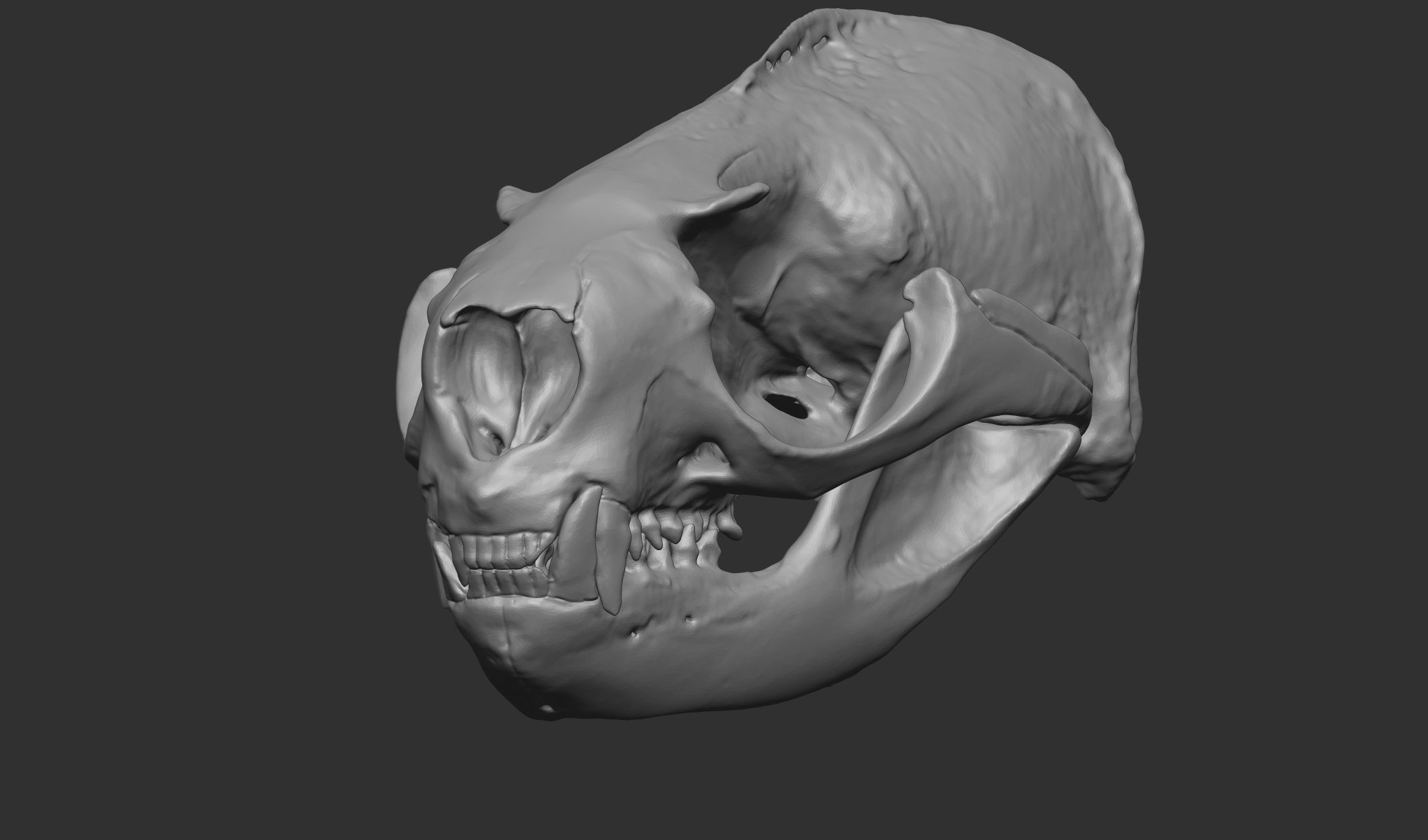 Sea Lion Skull 3D Printable 3D print model_2