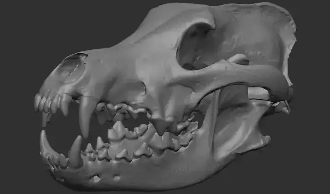 Wolf Skull 3D Print Model