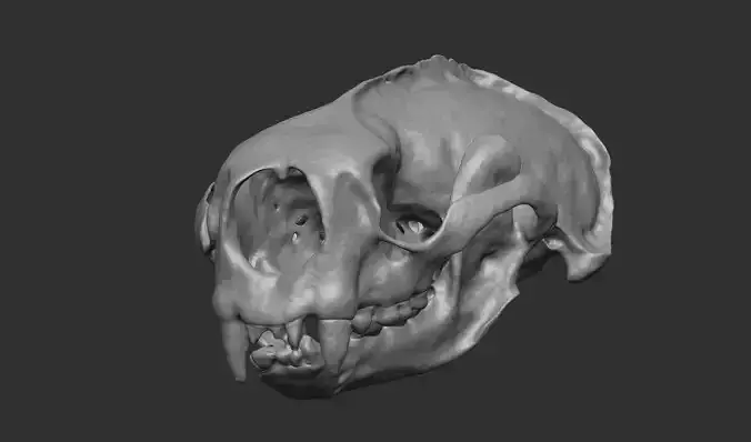 Sea Otter Skull 3D Printable