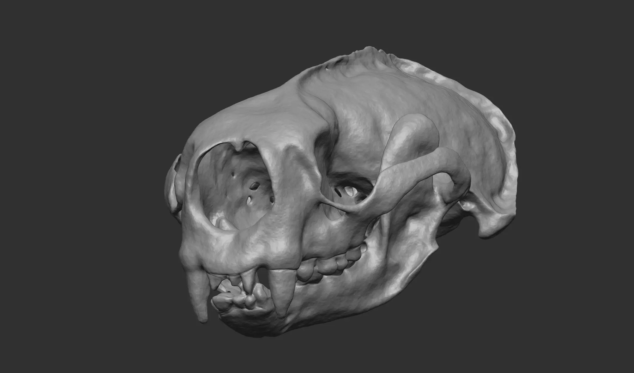Sea Otter Skull 3D Printable 3D print model