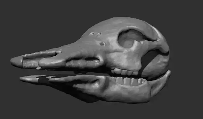 Platypus Skull 3d Print