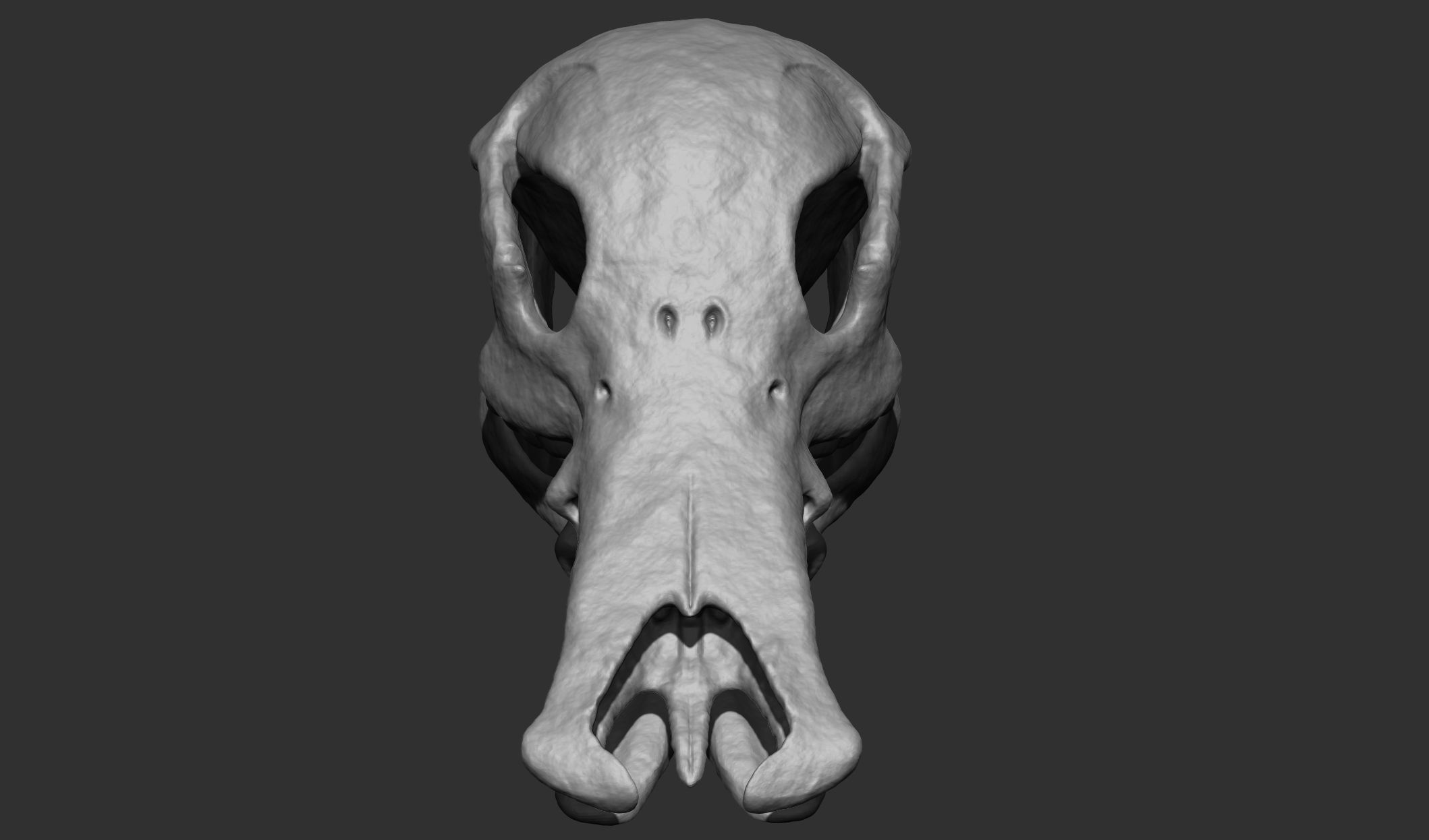 Platypus Skull 3d Print 3D print model_2