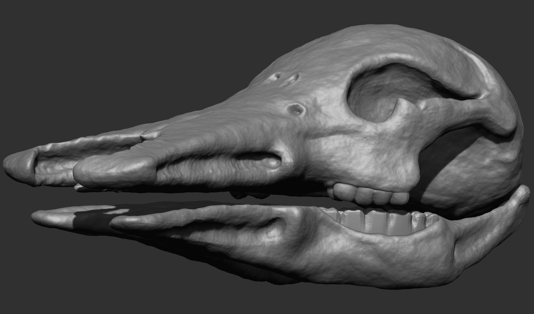 Platypus Skull 3d Print 3D print model_1