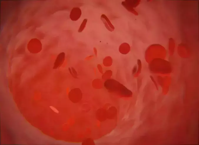 Blood cells in Vein Medical Animation