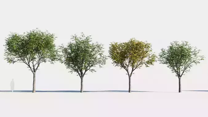 Celtis occidentalis tree-1 3D model
