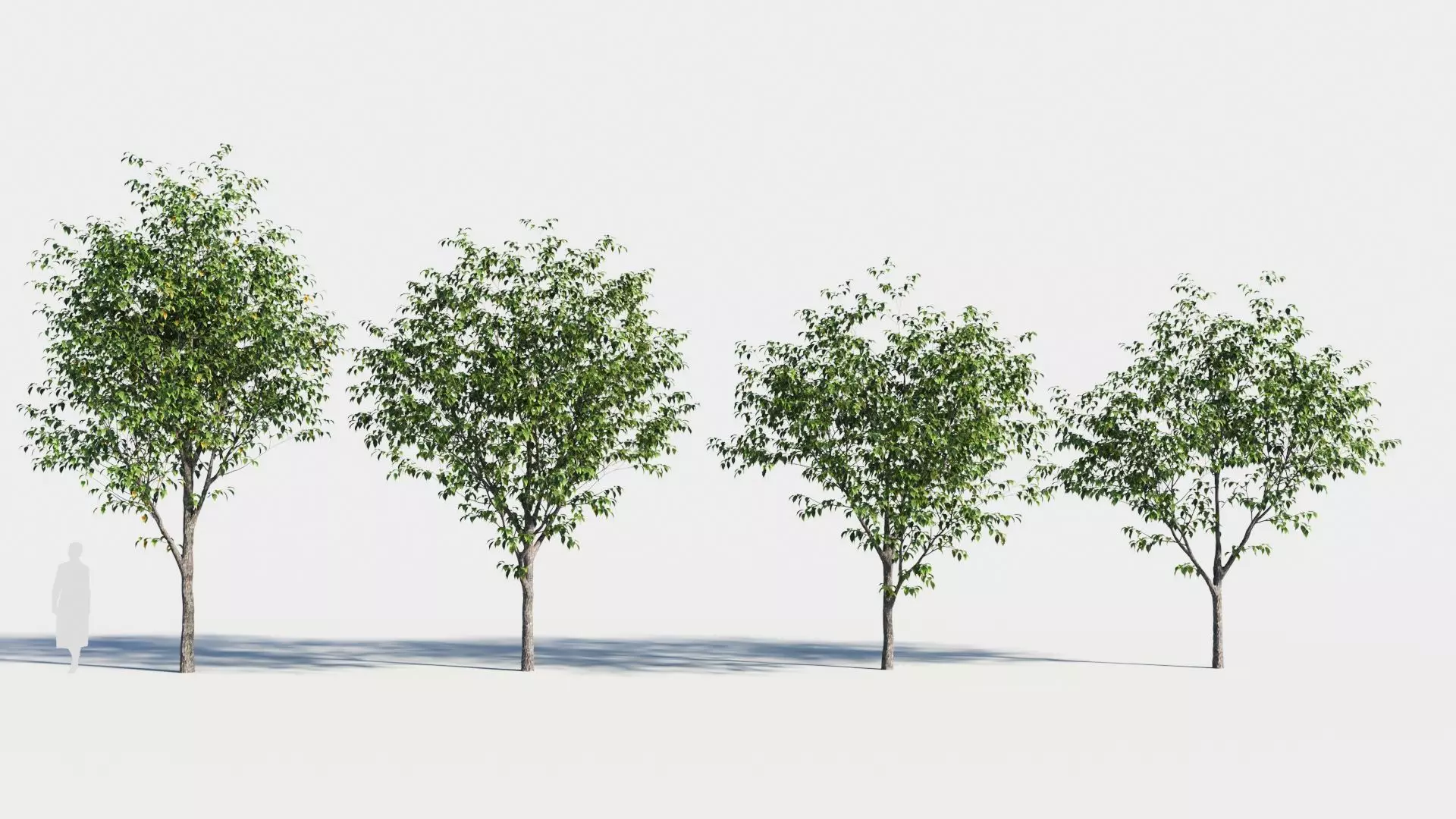 Celtis occidentalis tree-2 3D model