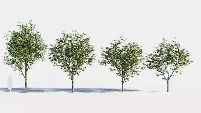 Celtis occidentalis tree-2 3D model