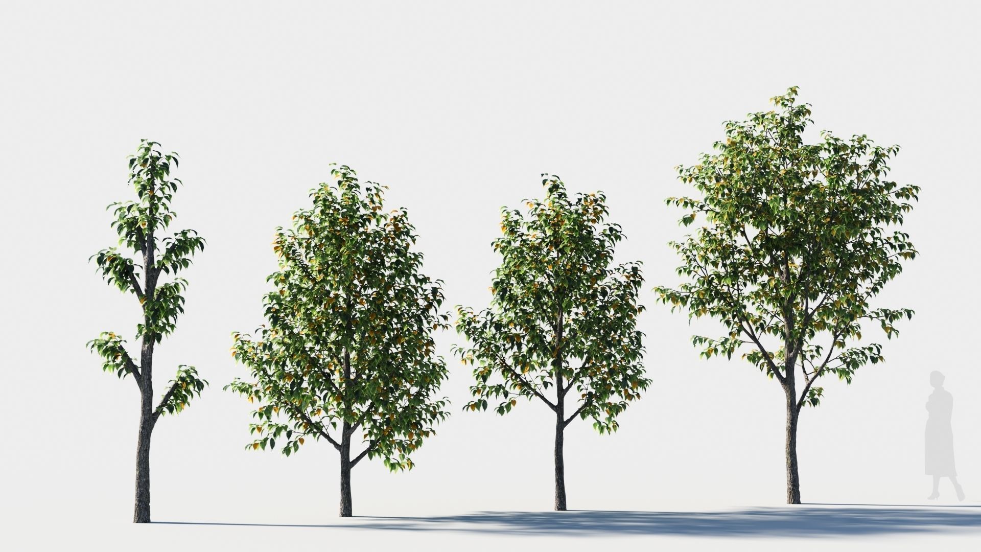 Celtis occidentalis tree-3 3D model_3