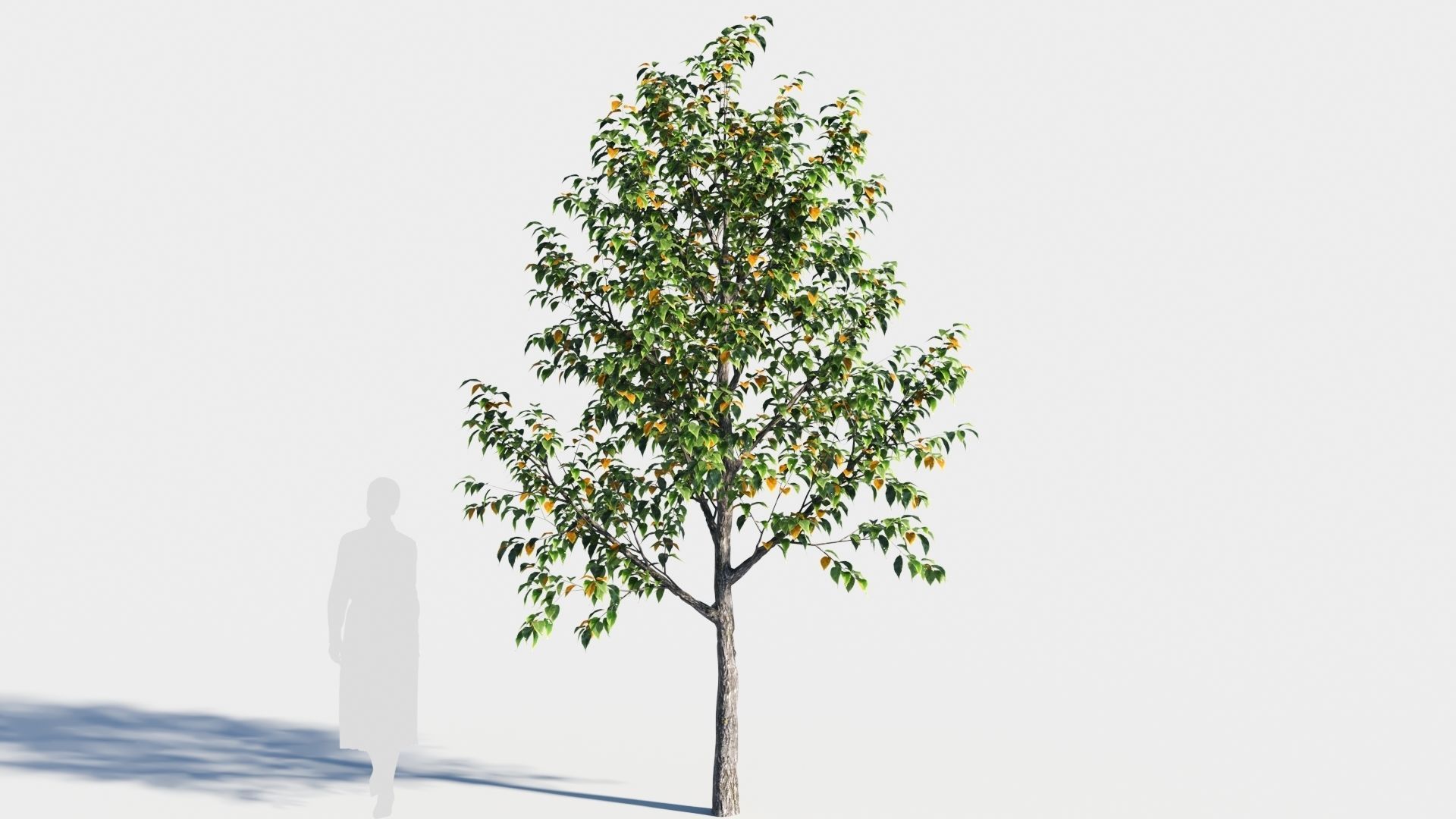 Celtis occidentalis tree-3 3D model_5