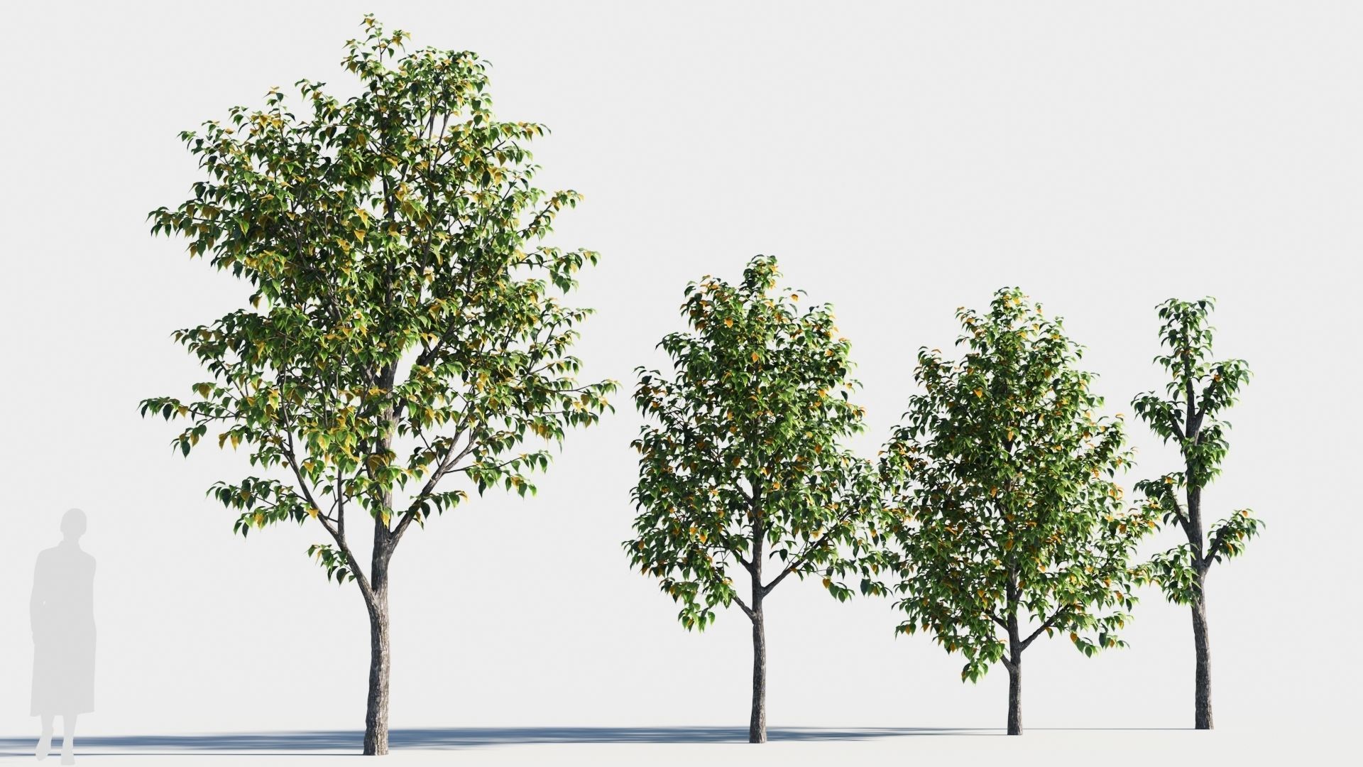 Celtis occidentalis tree-3 3D model_2