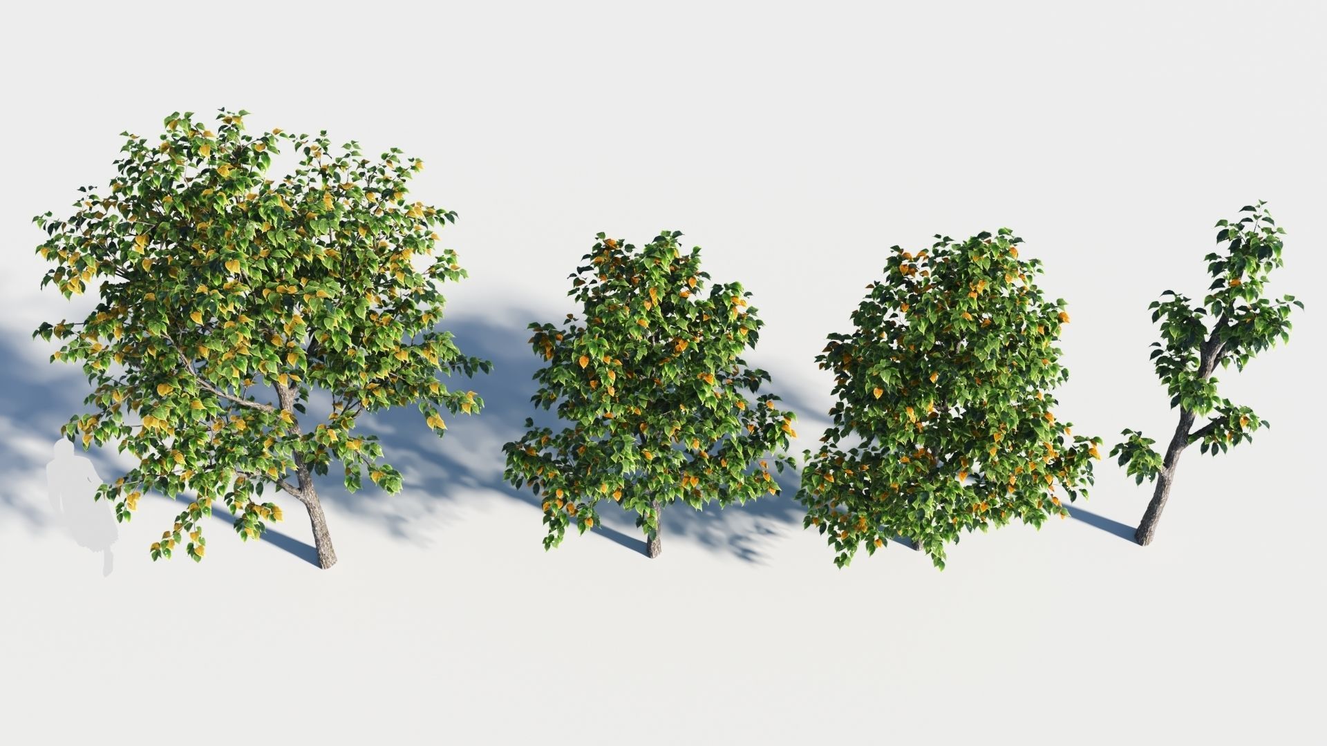 Celtis occidentalis tree-3 3D model_1