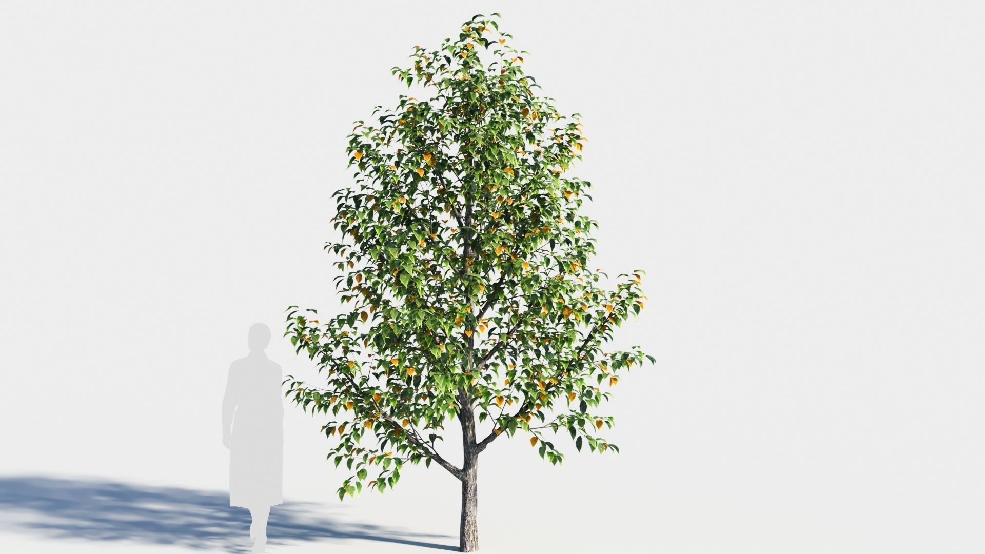 Celtis occidentalis tree-3 3D model_6