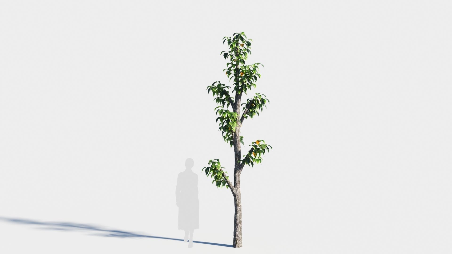 Celtis occidentalis tree-3 3D model_7