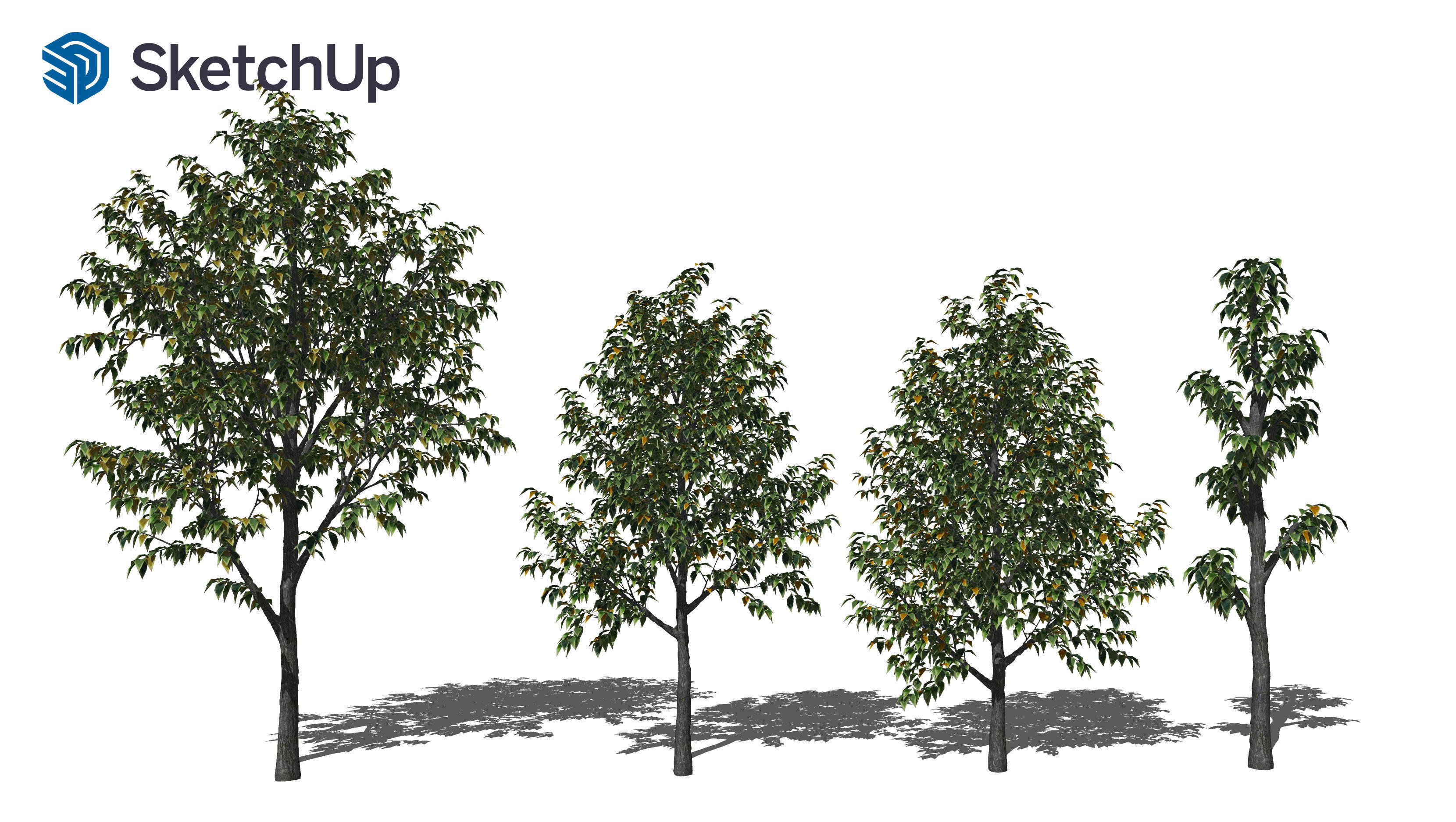 Celtis occidentalis tree-3 3D model_8