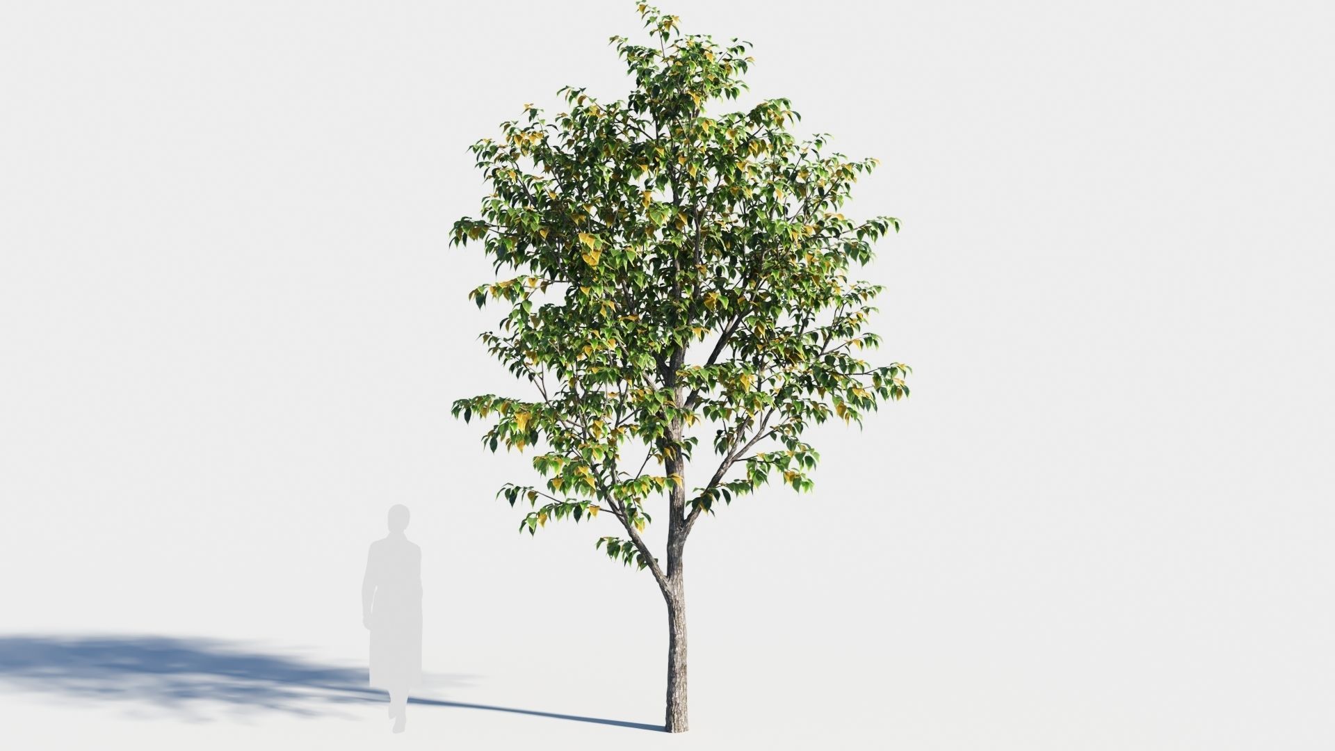 Celtis occidentalis tree-3 3D model_4