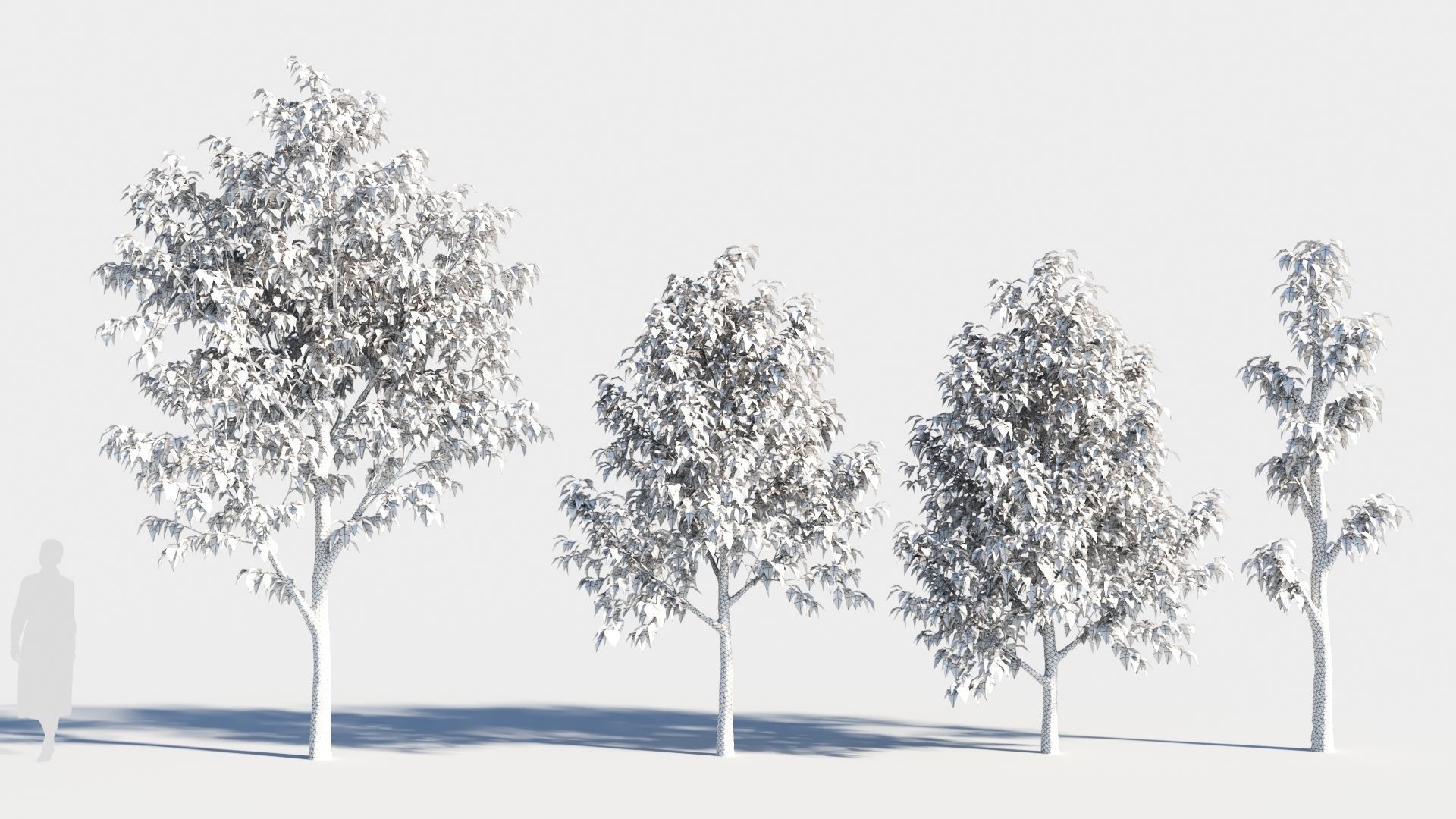 Celtis occidentalis tree-3 3D model_9
