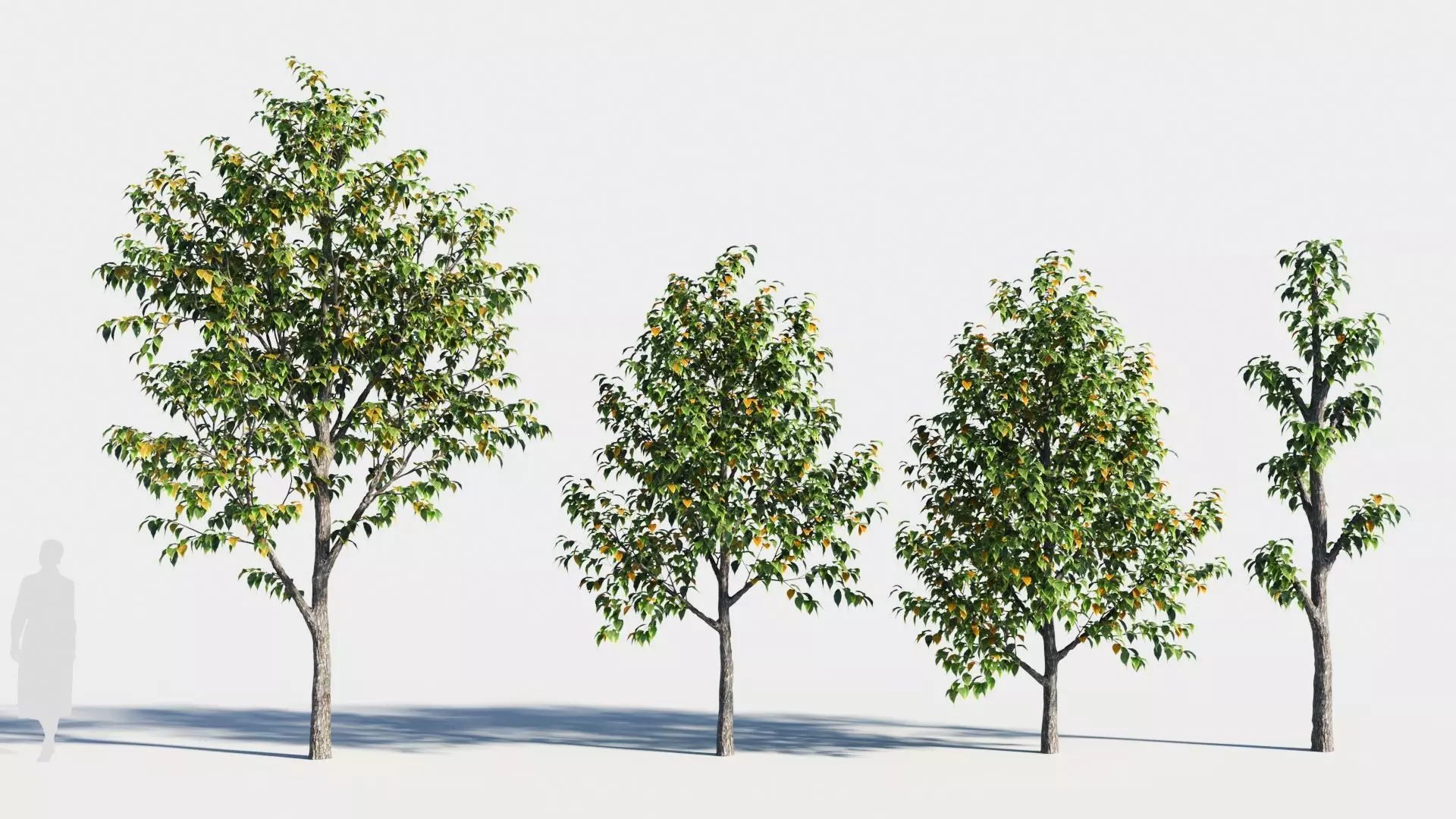 Celtis occidentalis tree-3 3D model_0
