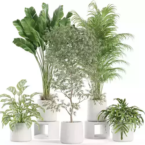 Plants collection 957 3D model