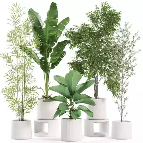 Plants collection 961 3D model