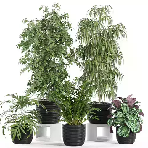 Plants collection 962 3D model