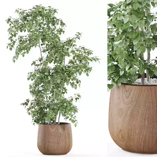 Plants collection 963 3D model