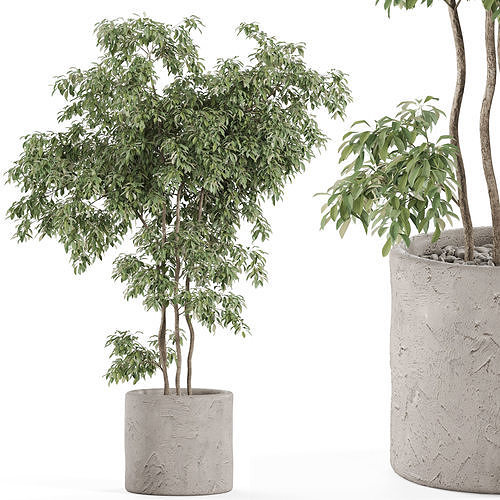 Plants collection 964 3D model