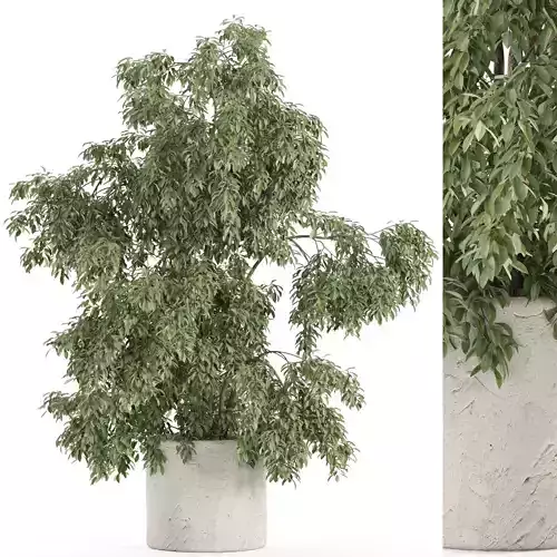 Plants collection 965 3D model