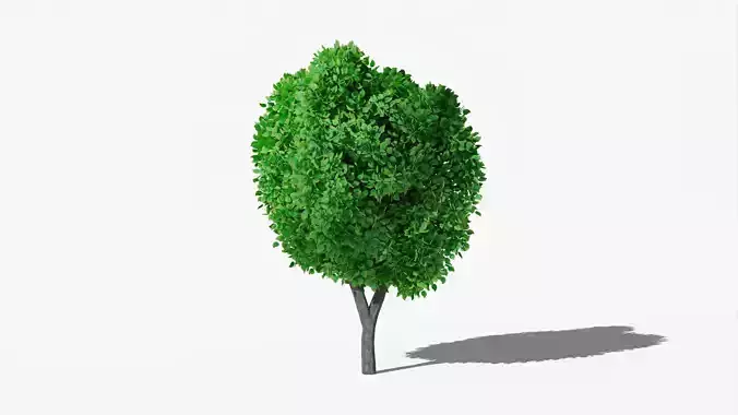 Stylized Cartoon Tree v1