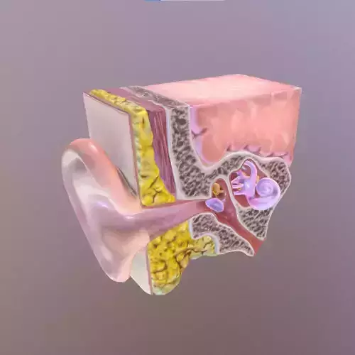 Human Ear Cross Section Anatomy Low-poly 3D model