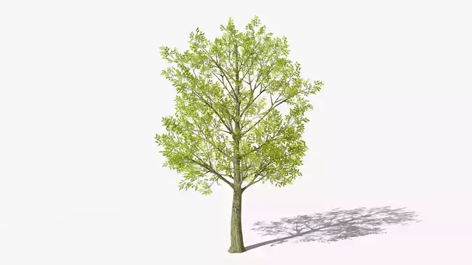 Stylized Cartoon Beech Tree