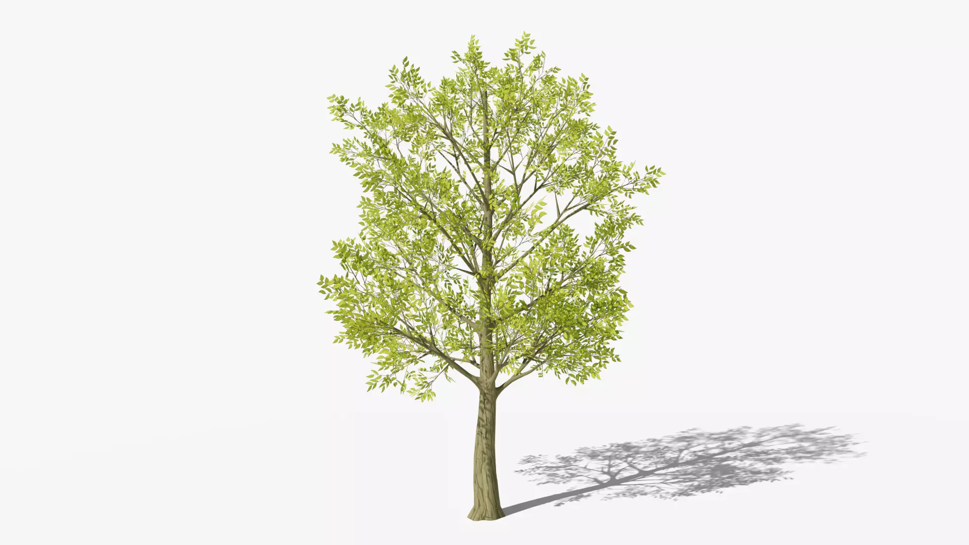 Stylized Cartoon Beech Tree Low-poly 3D model