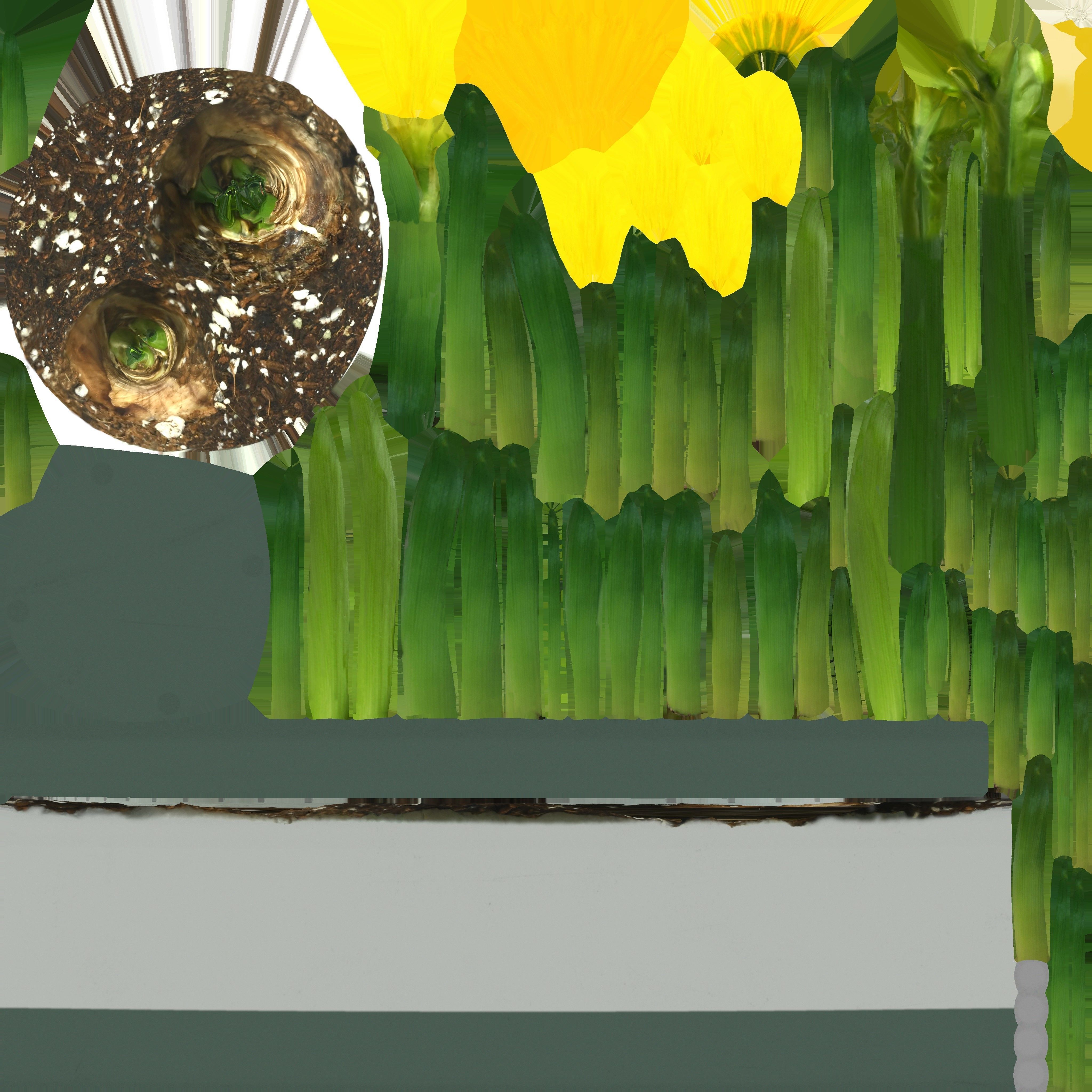 Game Ready Daffodil Pot Low-poly 3D model_18