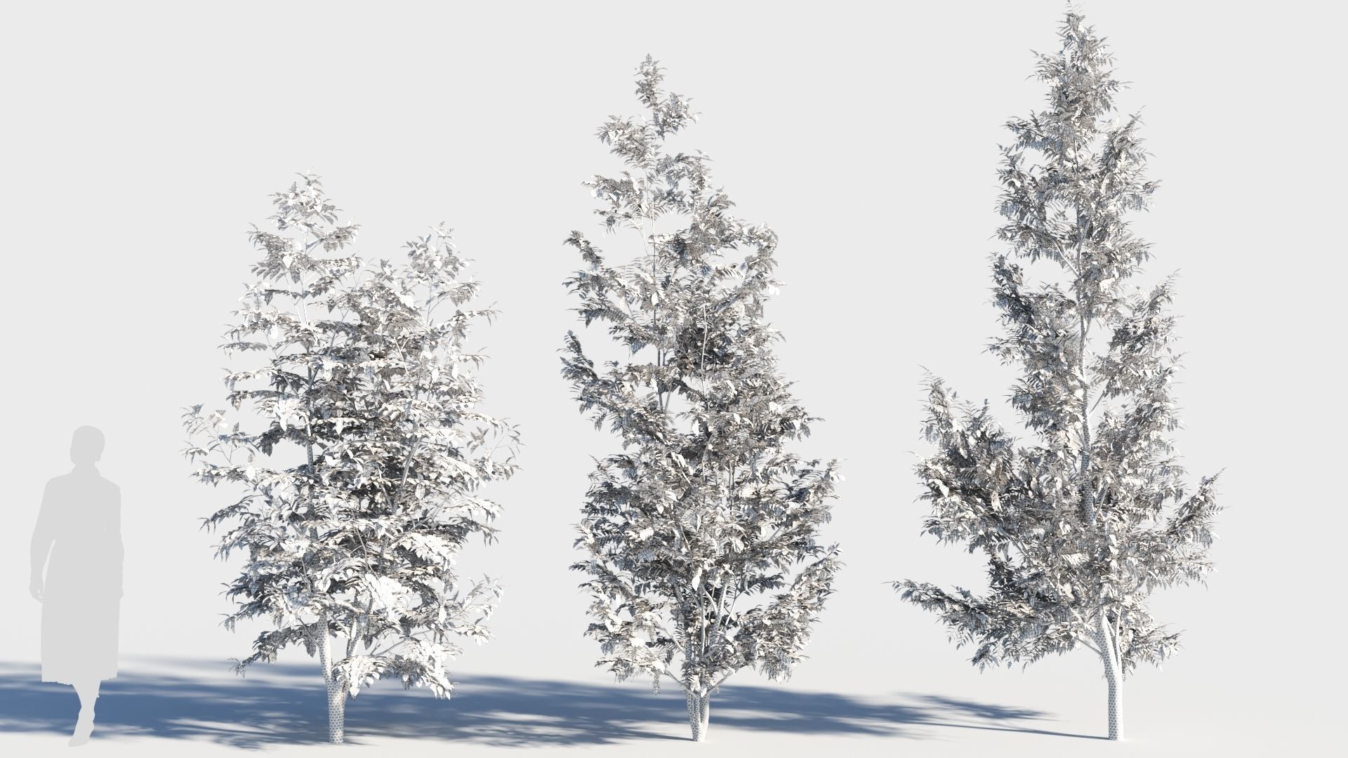 Fraxinus americana tree-1 3D model_8