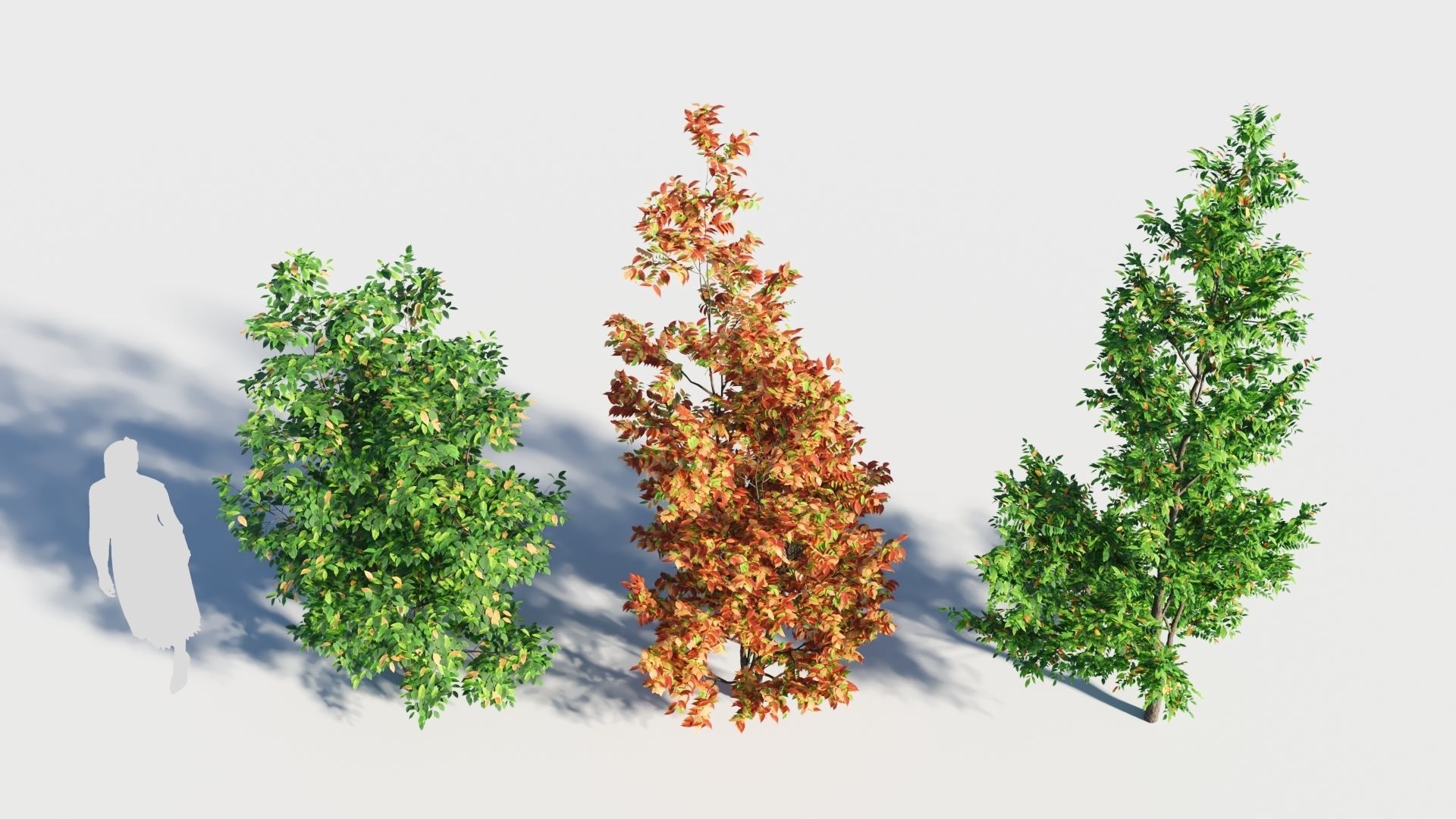 Fraxinus americana tree-1 3D model_1