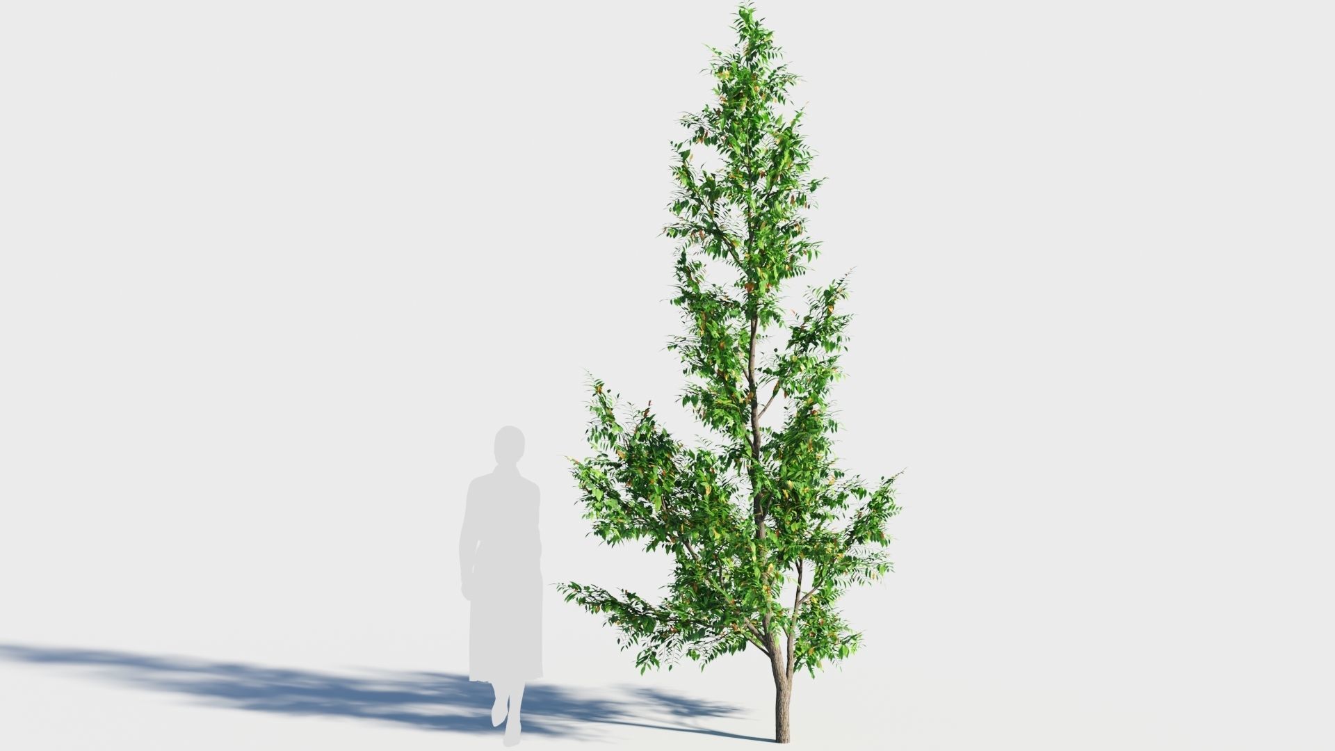 Fraxinus americana tree-1 3D model_6